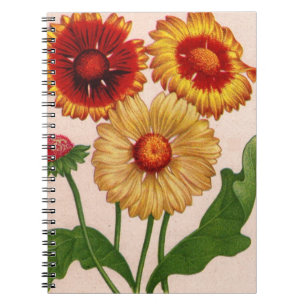 gaillardia gaillardias notebook