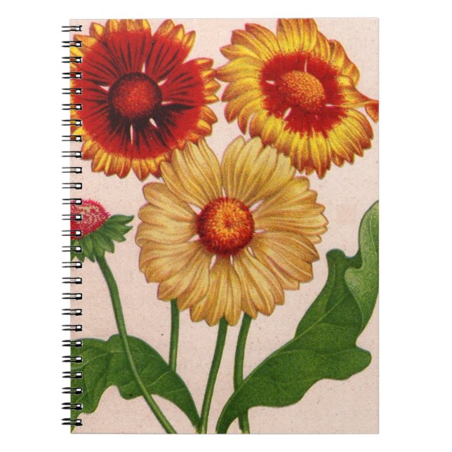 gaillardia gaillardias notebook (Front)