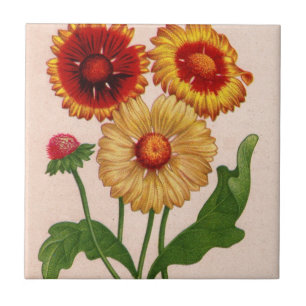 gaillardia gaillardias tile