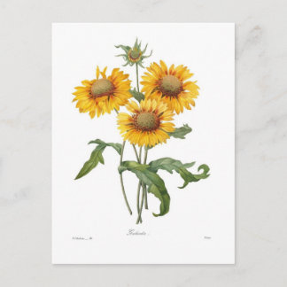 Gaillardia Postcard