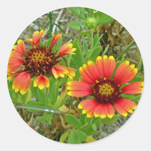 Gaillardia Wildflower (Blanket Flower) Tote Bag Classic Round Sticker (Front)
