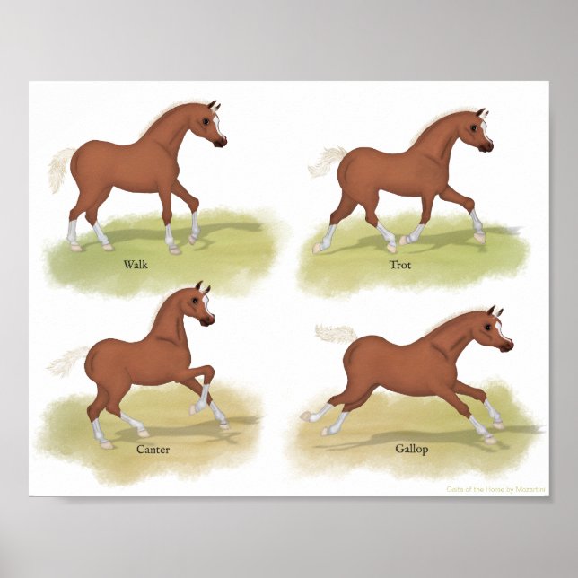 Gaits of the Horse Walk Trot Canter Gallop Sorrel Poster (Front)
