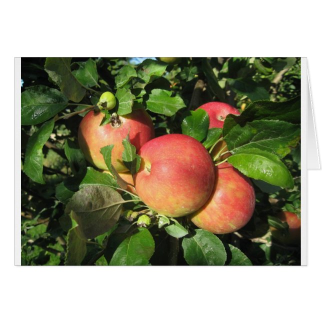 Gala Apples (Front Horizontal)