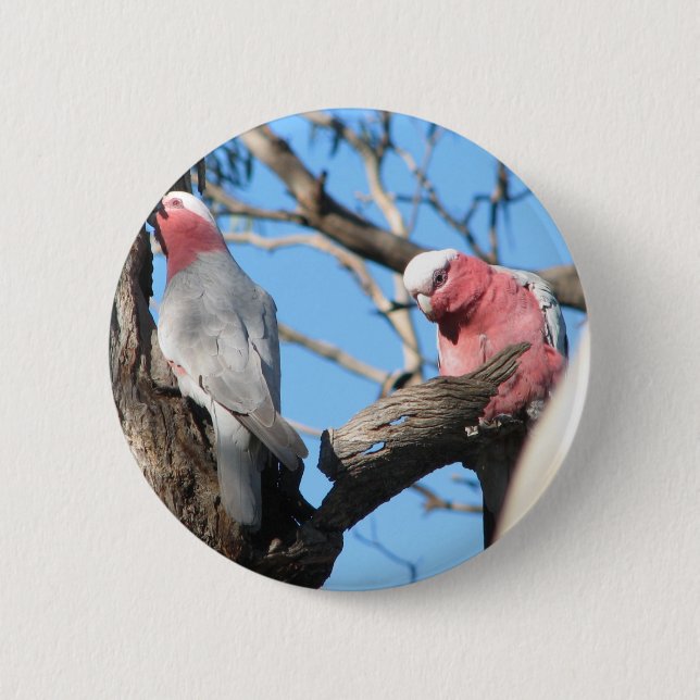 Galah 6 Cm Round Badge (Front)