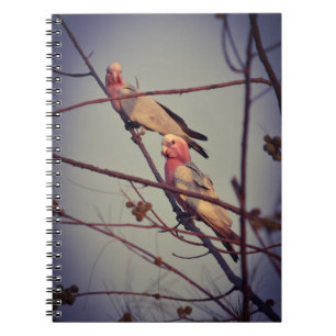 Galah birds in tree 1 notebook
