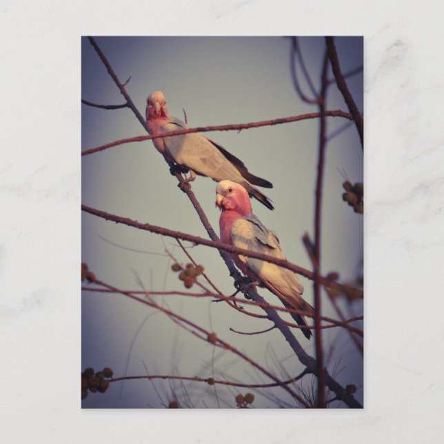Galah birds in tree 1 postcard (Front)