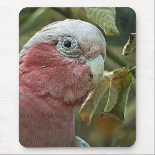 Galah Cockatoo Pink Australian Bird Portrait Mouse Mat