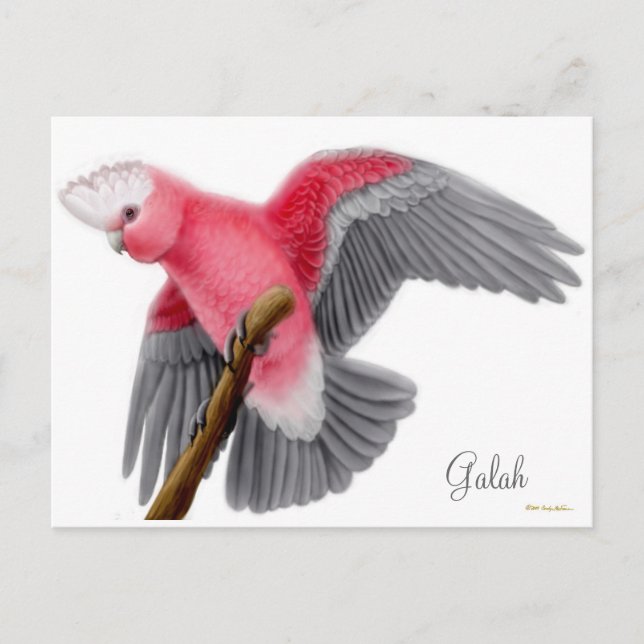 Galah Cockatoo Postcard (Front)