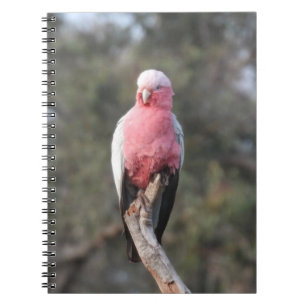 Galah Notebook