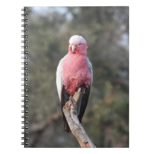Galah Notebook (Front)