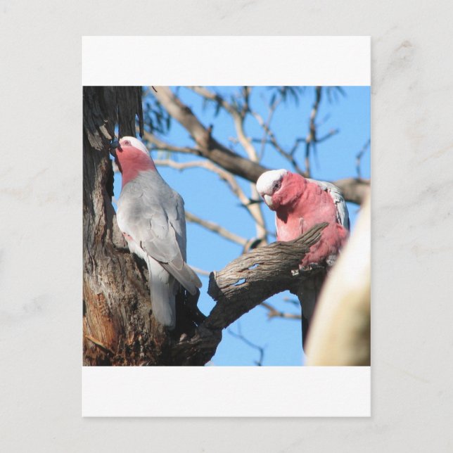 Galah Postcard (Front)