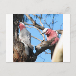 Galah Postcard