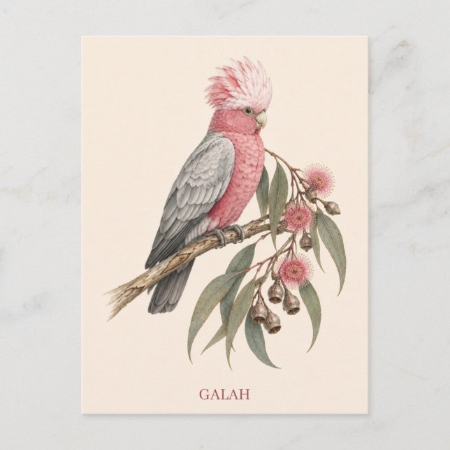 Galah Postcard | Bush Edition (Front)