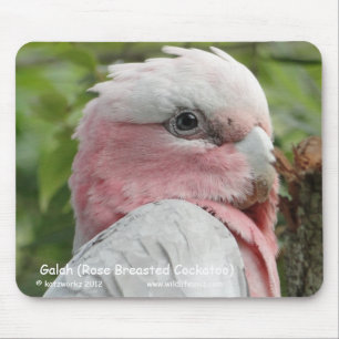 Galah (Rose Breasted Cockatoo) Mouse Mat