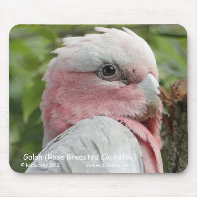 Galah (Rose Breasted Cockatoo) Mouse Mat (Front)