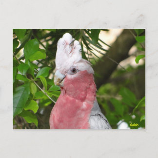 Galah (Rose Breasted/Roseate Cockatoo) Postcard