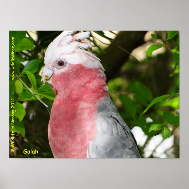 Galah (Rose Breasted/Roseate Cockatoo) Poster (Front)