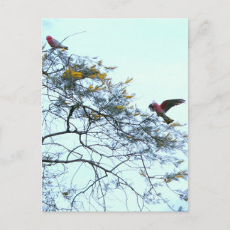 Galahs Postcard