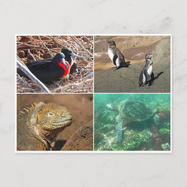 galapagos animal four postcard (Front)