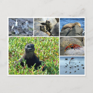 galapagos animals postcard