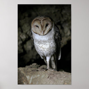 Galapagos Barn Owl Poster