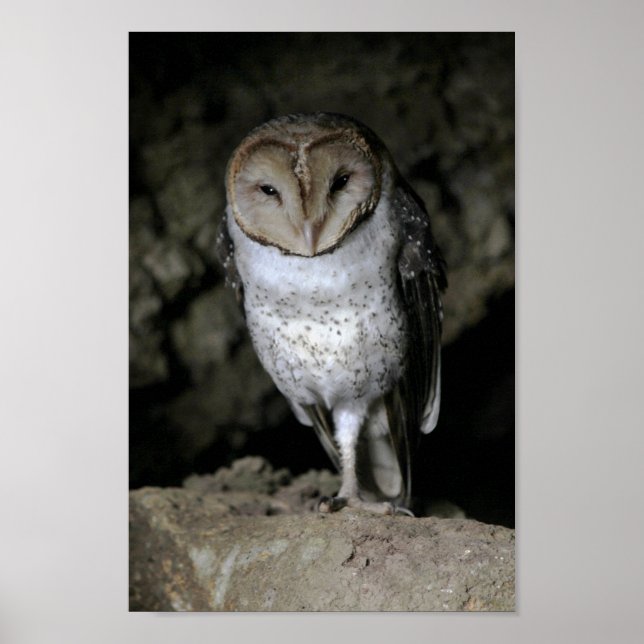 Galapagos Barn Owl Poster (Front)