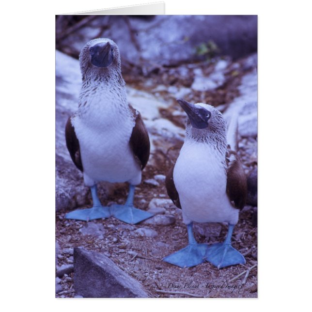 Galapagos Blue-Footed Birds (Front)