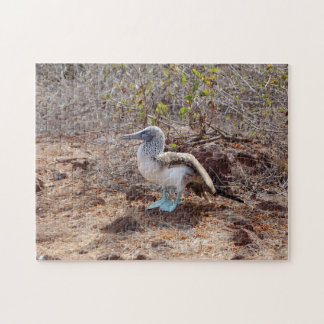 Galapagos blue-footed booby jigsaw puzzle