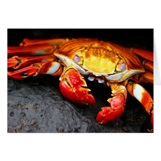 Galapagos Crab (Front Horizontal)