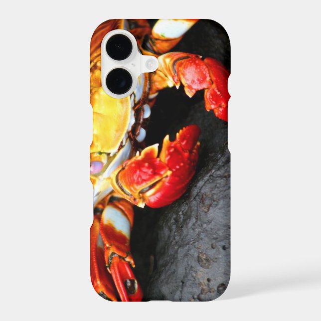 Galapagos Crab (Back)