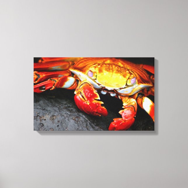 Galapagos Crab Canvas Print (Front)