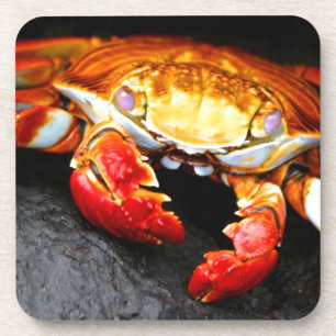 Galapagos Crab Coaster