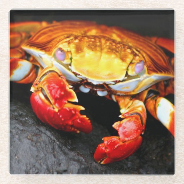 Galapagos Crab Glass Coaster (Front)