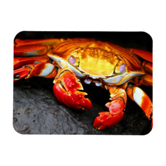 Galapagos Crab Magnet