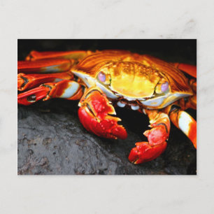 Galapagos Crab Postcard