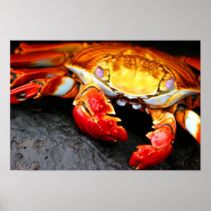 Galapagos Crab Poster