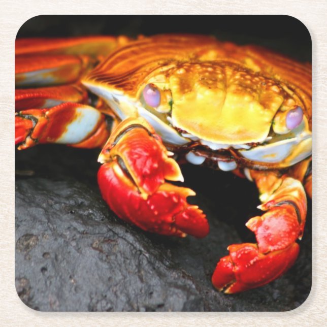 Galapagos Crab Square Paper Coaster (Front)