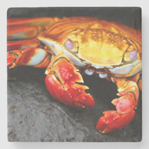 Galapagos Crab Stone Coaster