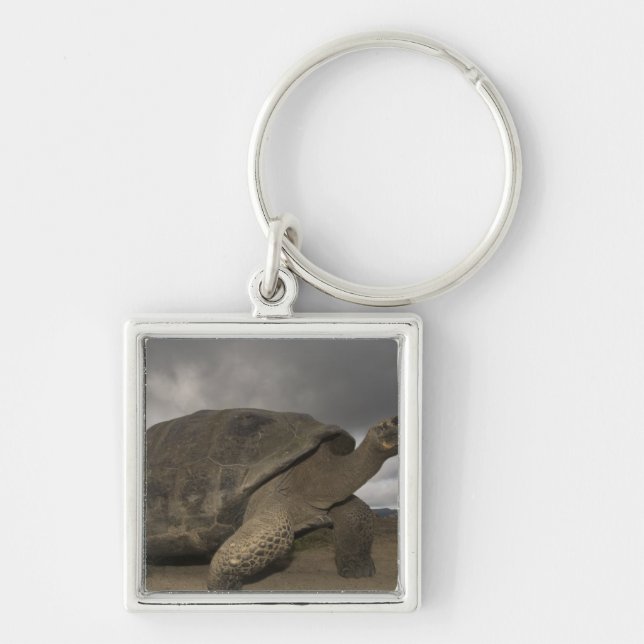 Galapagos Giant Tortoise Geochelone Key Ring (Front)