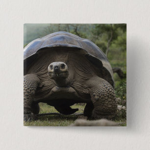 Galapagos Giant Tortoises Geochelone 15 Cm Square Badge