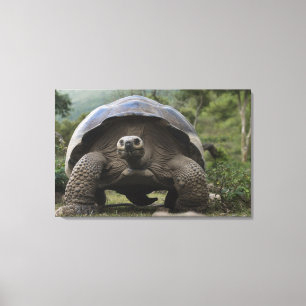 Galapagos Giant Tortoises Geochelone Canvas Print