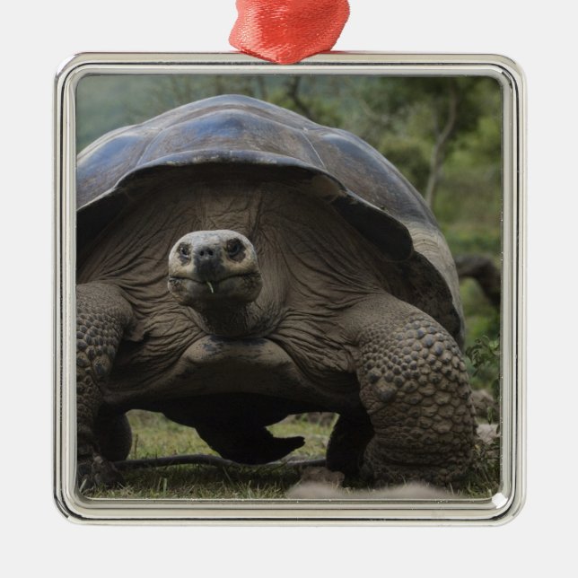Galapagos Giant Tortoises Geochelone Metal Tree Decoration (Front)