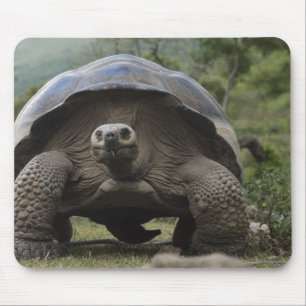 Galapagos Giant Tortoises Geochelone Mouse Mat