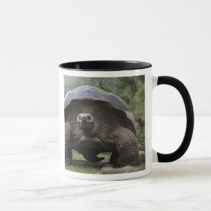 Galapagos Giant Tortoises Geochelone Mug