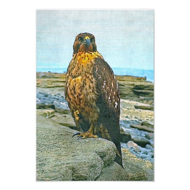 Galapagos hawk photo print (Front)