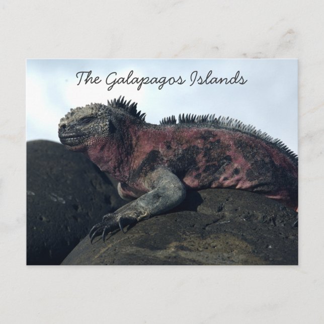 Galapagos Islands Black Iguana Postcard (Front)