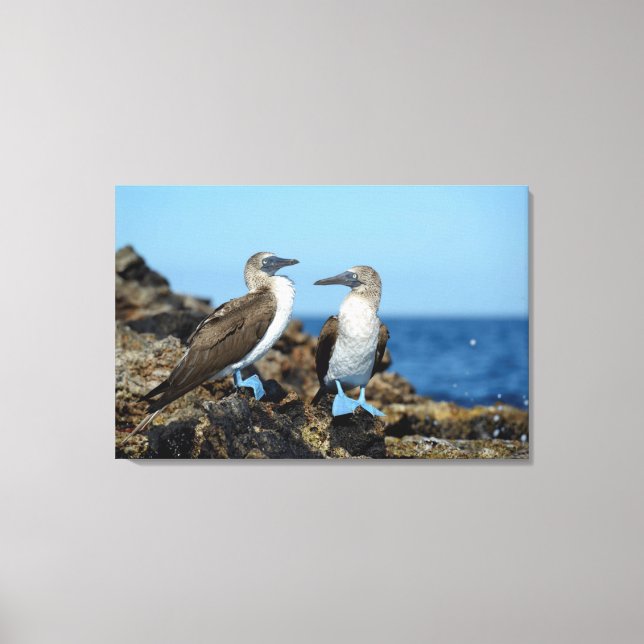 Galapagos Islands, Isabela Island Canvas Print (Front)