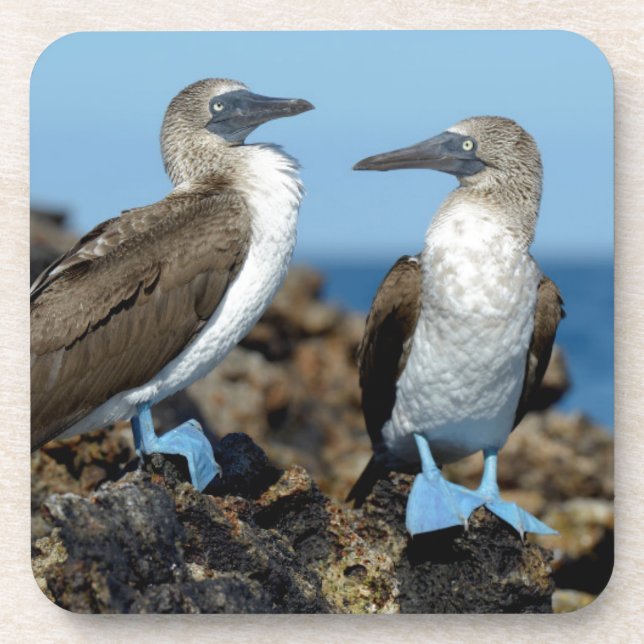 Galapagos Islands, Isabela Island Coaster (Front)