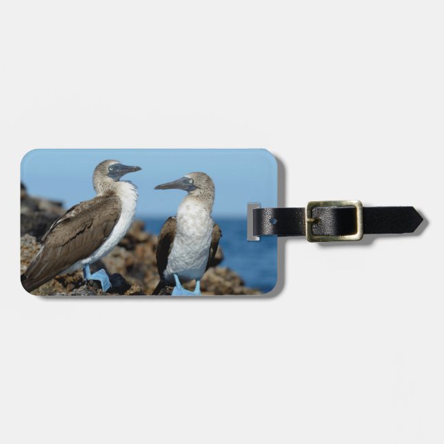 Galapagos Islands, Isabela Island Luggage Tag (Front Horizontal)