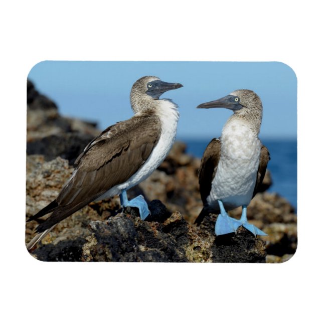 Galapagos Islands, Isabela Island Magnet (Horizontal)